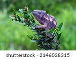 Small photo of The Female Panther Chameleon (Furcifer pardalis) on a tree branch. The Female Panther Chameleon have a dull brown coloration with hints of pink or bright orange patterning throughout the body.