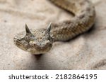 Small photo of Cerastes cerastes commonly known as the Saharan Horned Viper or the Desert Horned Viper, is a venomous species of viper native to the deserts of northern Africa.