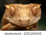 Small photo of The closeup head of Crested Gecko (Correlophus ciliatus) is a species of gecko native to southern New Caledonia.