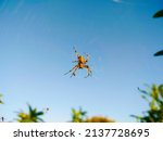 Small photo of The close up of Spider The spider species Araneus diadematus is commonly called the European garden spider, diadem spider, orangie, cross and crowned orb weaver.