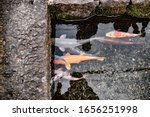 japanese carp  koi fish ... | Shutterstock . vector #1656251998