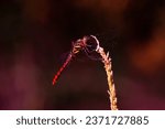 red dragonflies that perch and sunbathe on corn plant flowers