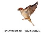 Flying House sparrow on white background (Passer domesticus)