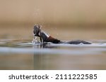 Small photo of Red-necked grebe trying to gulp a frog