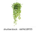 Green Plant Hanging Isolated On ...
