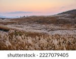 Pampas grass (a.k.a. silver grass) field on Soni plateau in the late evening in early autumn.