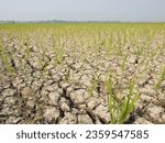 Small photo of Tangerang Regency, Indonesia - September 7, 2023: A view of dry rice fields due to an extended dry season as a result of the El Nino phenomenon.