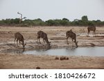 Herd Of Kudus Drinking From A...