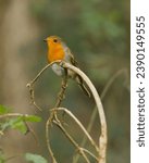 Small photo of Robin sitting on a twisty branch