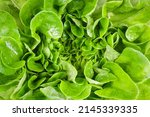 Green Oak Lettuce Texture...