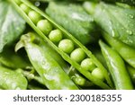 Pods of green peas with leaves and water drops. Fresh food background