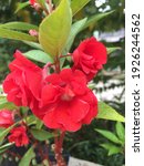 Small photo of Impatiens balsamine or "pacar banyu" flower is an annual or biennial plant and has flowers that are white, red, purple, or pink in color.