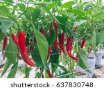 Modern Chili Pepper Farm With...