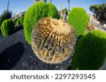 Small photo of Cactus plant in a crossway in Antigua Fuerteventura