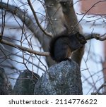 A Black Squirrel On A Rock In...
