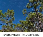 Low Angle View Of A Forest At...