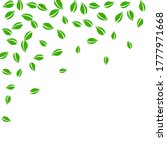 falling green leaves. fresh tea ... | Shutterstock .eps vector #1777971668