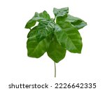 Small bush of coffee tree with luscious green glossy leaves, isolated. Young coffee plant with waxy leaves on white background