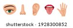 human anatomy organs set ... | Shutterstock .eps vector #1928300852
