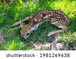 Nature animals concept. Baby roedeer capreolus. Newborn Deers bambi and wild spring animals concept. Fawn Resting.