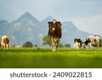 Small photo of Cow on lawn. Cow grazing on green meadow. Holstein cow. Eco farming. Cows in a mountain field. Cows on a summer pasture. Herd of cows.