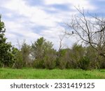 Small photo of Red-Tailed Hawk Bird is Perched in Bare Tree Over Luscious Green