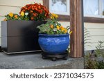 Small photo of Fall flowers decorate the front door stoop of a house. Planters filled with fall colors make a perfect entryway