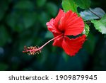 Red Hibiscus Flower Shot In...