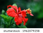 Red Hibiscus Flower With Green...