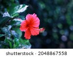 Red Hibiscus Flower With Bokeh...