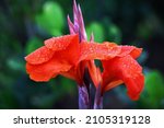 Water Droplets In Orange Canna...