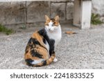 Cat sitting on the street. Croatian cat in traditional village. Three color cat.