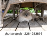 Small photo of Sleeping adult siberian cat in the shadow on a porch under a chair