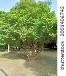 Small photo of Jatropha curcas (physic nut, Barbados nut, poison nut, bubble bush or purging nut) tree in the park