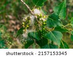 Small photo of fluff on white poplar tree closeup fruit canadian black poplar