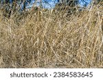 Long dried golden grass in the rays of sunlight