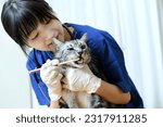 Female veterinarian brushing a...