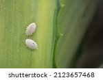 Small photo of Mealy bugs on plant leaf. These bugs are important pest of many agricultural and ornamental plants which suck cell sap from plants and act as a vector for several plant diseases.