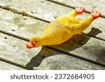 Small photo of A yellow dog toy in the shape of a long squeaking duck lies outside in the sun on the veranda