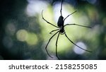 Small photo of closeup of a golden orb (Golden silk orb-weaver) spider in the daintree rainforest
