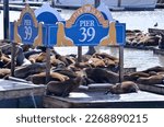 Pier 39 in San Francisco plenty of seawolfs
