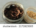 Small photo of Close-up of glass jars with california fishing worm and fly larva, fishing bait. Topic: bait for fish carp, perch, carp, eel, roach, bleak, crucian carp, gudgeon, bream. Put on a hook