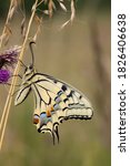 European Swallowtail Butterfly  ...