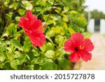 Blooming Hibiscus Bush With Red ...