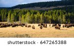 American Bison / Buffalo in Yellowstone National Park USA Wayoming