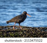Small photo of Sooty oyster catcher on rocks near the ocean on nsw central coast