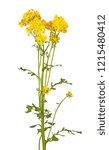 Small photo of Long stem with bright yellow spring flowers of the North American native weed cressleaf groundsel or butterweed (Packera glabella, formerly Senecio glabellus) isolated against a white background