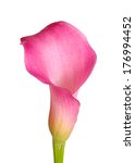 Single Flower Of A Pink Calla...