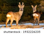 Small photo of Roe deer pair on the evening pasture enlighten with warm light. Roe deer buck with doe at the end of winter. Roe deer pair on the snow. Capreolus capreolus, wildlife, Slovakia.