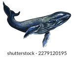 Whale Drawing. Underwater...